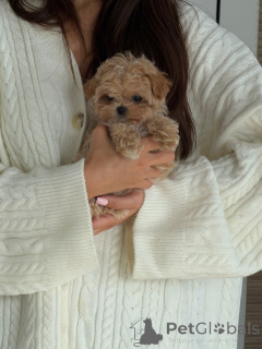 Photo №3. Adorables chiots Maltipoo abricot mâles et femelles disponibles. Pays Bas