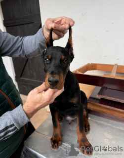 Photo №2 de l'annonce № 132371 de la vente dobermann - acheter à Serbie éleveur