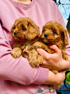 Photo №3. Chiots Cavapoo à vendre. Serbie