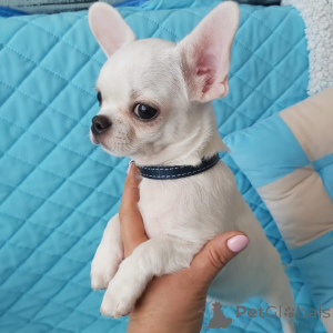 Photo №2 de l'annonce № 178090 de la vente chihuahua - acheter à Allemagne annonce privée