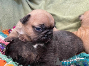 Photos supplémentaires: Bouledogue français