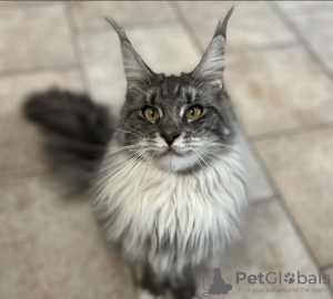 Photo №1. maine coon - à vendre en ville de New york | 379€ | Annonce № 102802