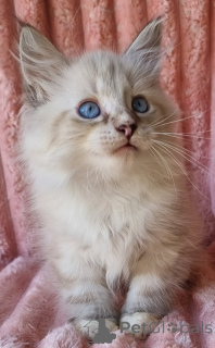 Photo №3. Know Iz par Samil Energimy Koshenes de Masquerade Seal Lynx Point & White!. Ukraine