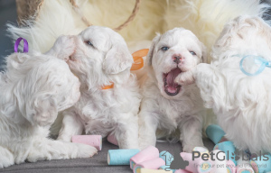 Photos supplémentaires: Chiots Bichon Frison