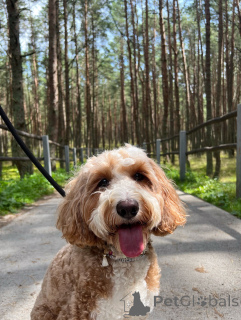 Photo №2 de l'annonce № 156415 de la vente labradoodle - acheter à Irlande annonce privée