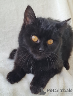 Photo №1.  - à vendre en ville de Minsk | Gratuit | Annonce № 161447