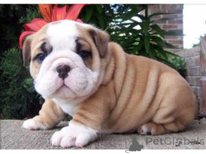 Photo №1. bulldog anglais - à vendre en ville de Faun | 1400€ | Annonce №168377