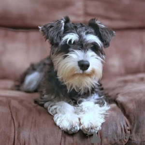 Photo №3. Chiots de schnauzer géants disponibles pour adoption. Allemagne