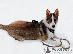 Photos supplémentaires: Les chiots vous attendent, responsables et aimants.