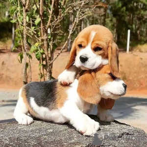 Photos supplémentaires: Excellents chiots beagle de race pure et en bonne santé à la recherche d'un