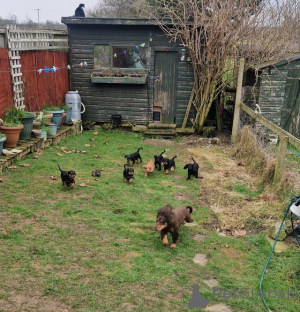 Photo №3. Chiots cocker à vendre. Belgique
