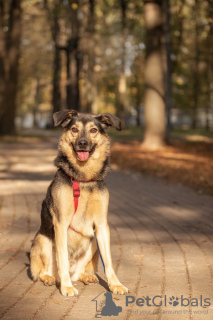 Photo №1. chien bâtard - à vendre en ville de Москва | Gratuit | Annonce №115017