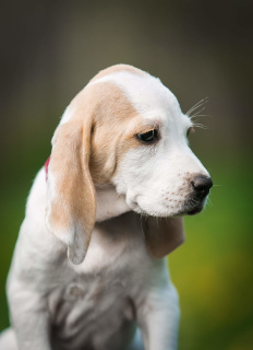 Photo №3. Porselin chiots de ce qu'il est monde. Biélorussie