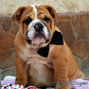 Photo №1. bulldog anglais - à vendre en ville de Belgrade | négocié | Annonce №71936