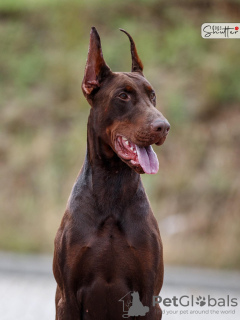 Photo №2 de l'annonce № 120645 de la vente dobermann - acheter à Pologne éleveur