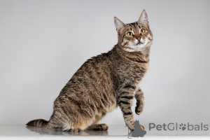 Photo №4. Je vais vendre  en ville de Khimki. de l'abri - prix - Gratuit