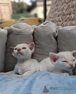 Photo №1. devon rex - à vendre en ville de Falkenstein | 350€ | Annonce № 149729