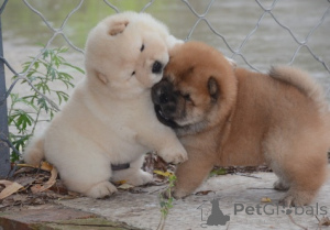 Photo №2 de l'annonce № 158714 de la vente chow-chow - acheter à Allemagne annonce privée