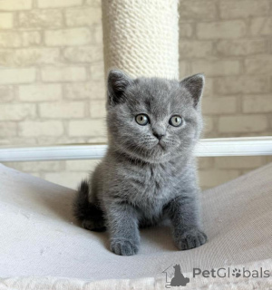 Photo №1. british shorthair - à vendre en ville de Brême | 350€ | Annonce № 177964