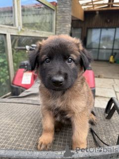 Photo №1. malinois - à vendre en ville de Darmstadt | 400€ | Annonce №144557