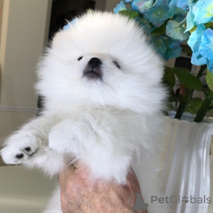 Photo №3. Mini Tsvergspitz Pomeranian Puppes. Allemagne