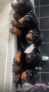 Photo №1. rottweiler - à vendre en ville de Berlin | 350€ | Annonce №116844