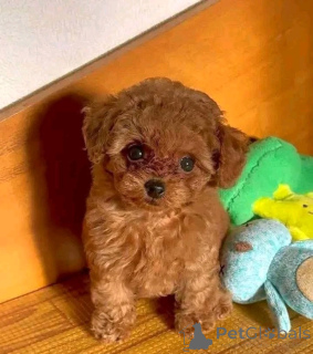 Photo №1. caniche (jouet) - à vendre en ville de Paris | négocié | Annonce №157220