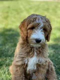 Photo №3. Chiots Labradoodle à vendre. Pays Bas