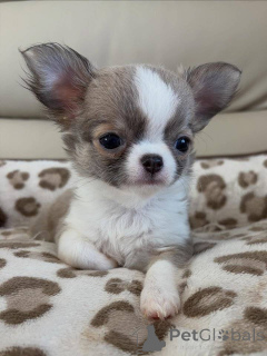 Photo №1. chihuahua - à vendre en ville de Bertrand | négocié | Annonce №165849