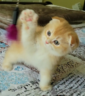 Photo №1. scottish fold - à vendre en ville de Palm Coast | 1169€ | Annonce № 141275