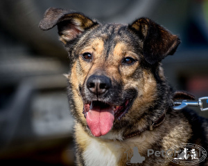 Photos supplémentaires: Bim, un jeune chien joyeux, cherche un foyer.