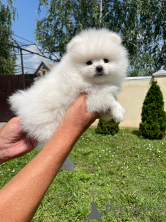 Photo №4. Je vais vendre spitz nain en ville de Cologne. annonce privée - prix - 360€