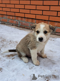 Photo №3. 5 adorables chiots recherchent un foyer !. Fédération de Russie