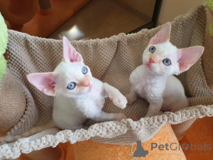Photo №2 de l'annonce № 156146 de la vente devon rex - acheter à France 