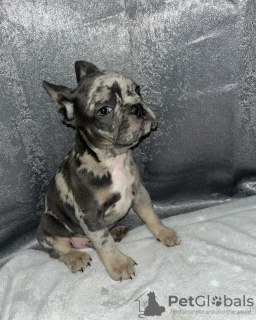 Photo №3. Je cherche un bon foyer pour mes chiots. USA