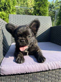 Photo №4. Je vais vendre bouledogue en ville de Kruševac. annonce privée - prix - négocié