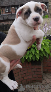 Photo №3. Stamboom Amerikaanse Bulldog-chiot's. Pays Bas