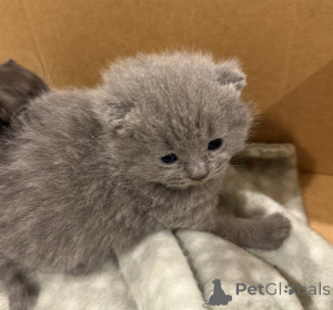 Photo №1. british shorthair - à vendre en ville de Karlsruhe | 220€ | Annonce № 144562