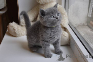 Photo №1. british shorthair - à vendre en ville de Brodnique | négocié | Annonce № 168283