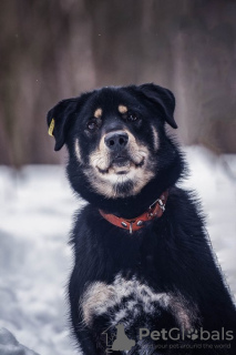 Photo №2 de l'annonce № 44914 de la vente chien bâtard - acheter à Fédération de Russie annonce privée
