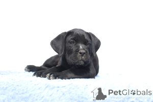 Photo №1. cane corso - à vendre en ville de Buzău | 2000€ | Annonce №140493