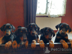 Photos supplémentaires: Vente de chiots Doberman pure race âgés de 2 mois.