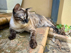 Photo №1. bengal - à vendre en ville de Aalst | 797€ | Annonce № 152702