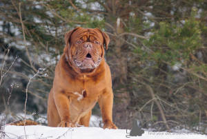 Photo №2. Service d'accouplement dogue de bordeaux. Prix - négocié