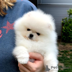 Photos supplémentaires: Chiots de Poméranie espiègles