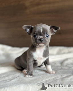 Photo №1. chihuahua - à vendre en ville de Anderlecht | négocié | Annonce №171701