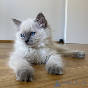 Photo №1. ragdoll - à vendre en ville de Гамбург | 399€ | Annonce № 101799