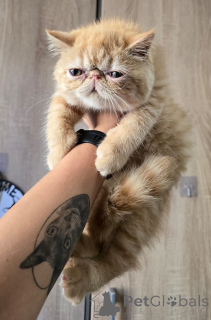 Photo №2 de l'annonce № 162810 de la vente exotic shorthair - acheter à Pays Bas annonce privée, éleveur