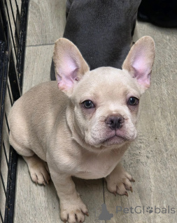 Photo №1. bouledogue - à vendre en ville de Genève | 400€ | Annonce №171766