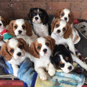 Photo №1. cavalier king charles spaniel - à vendre en ville de Berne | négocié | Annonce №123452